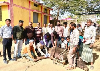 *मोहनपुर में वत्स रैली सह बहुउद्देशीय पशु चिकित्सा शिविर का हुआ आयोजन*