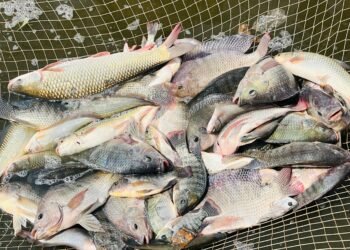 *मत्स्य पालन से बदली दुर्गेश्वरी निषाद की तकदीर*