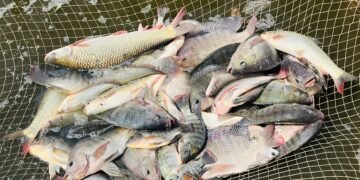 *मत्स्य पालन से बदली दुर्गेश्वरी निषाद की तकदीर*