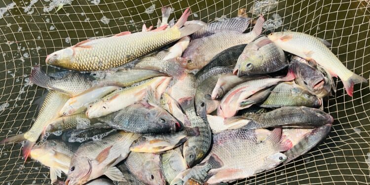 *मत्स्य पालन से बदली दुर्गेश्वरी निषाद की तकदीर*